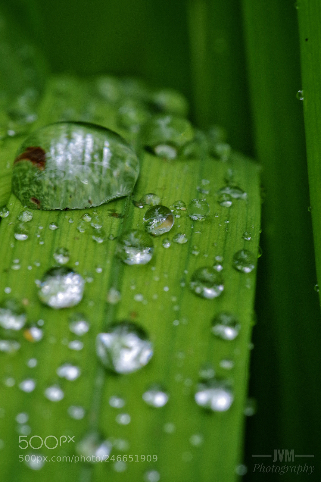 Pentax K-S2 sample photo. Gotas photography