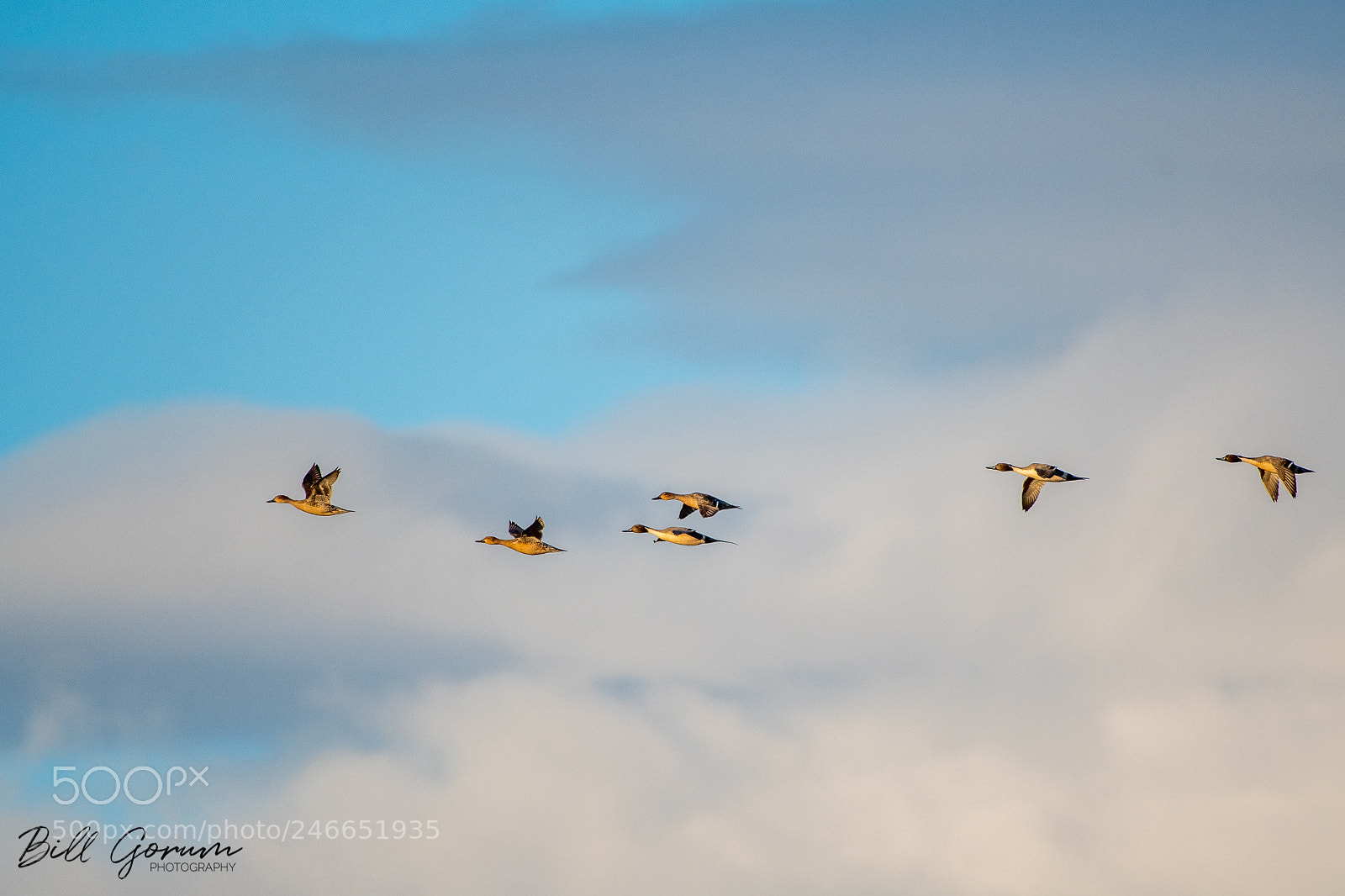 Nikon D500 sample photo. Northern pintails photography