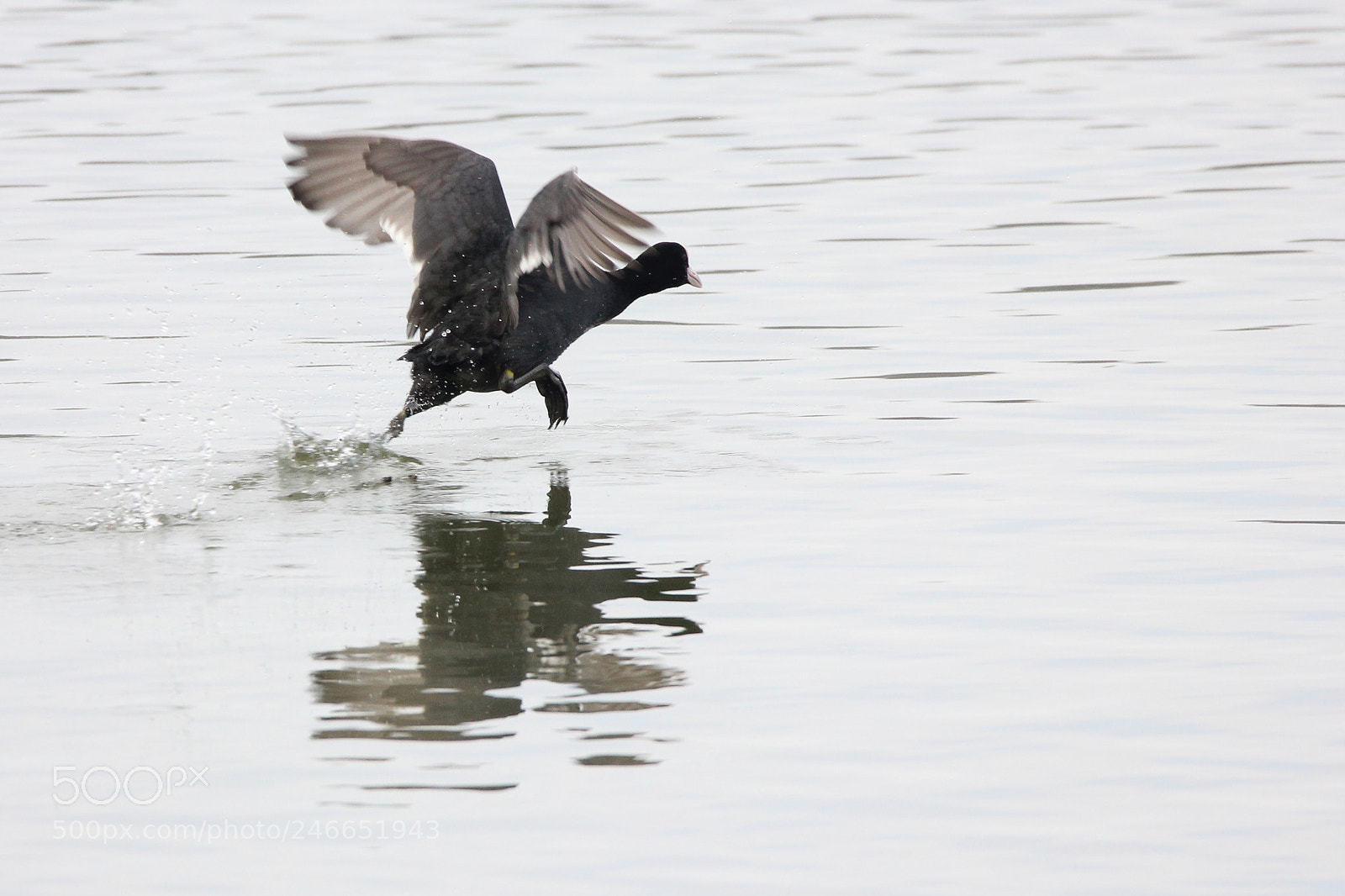 Canon EOS 550D (EOS Rebel T2i / EOS Kiss X4) sample photo. Running on water photography