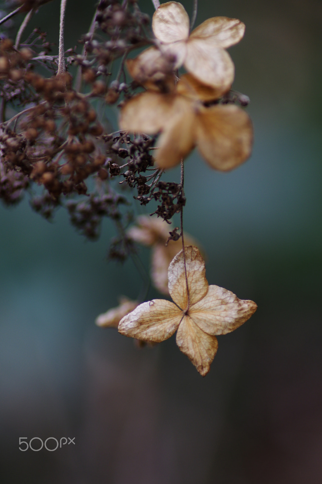 Pentax K-3 sample photo. Winter hydrangea photography
