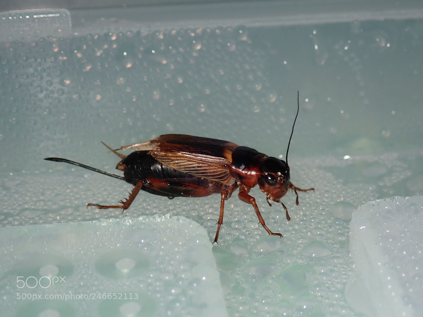 Olympus TG-5 sample photo. フタホシコオロギ(cricket) photography