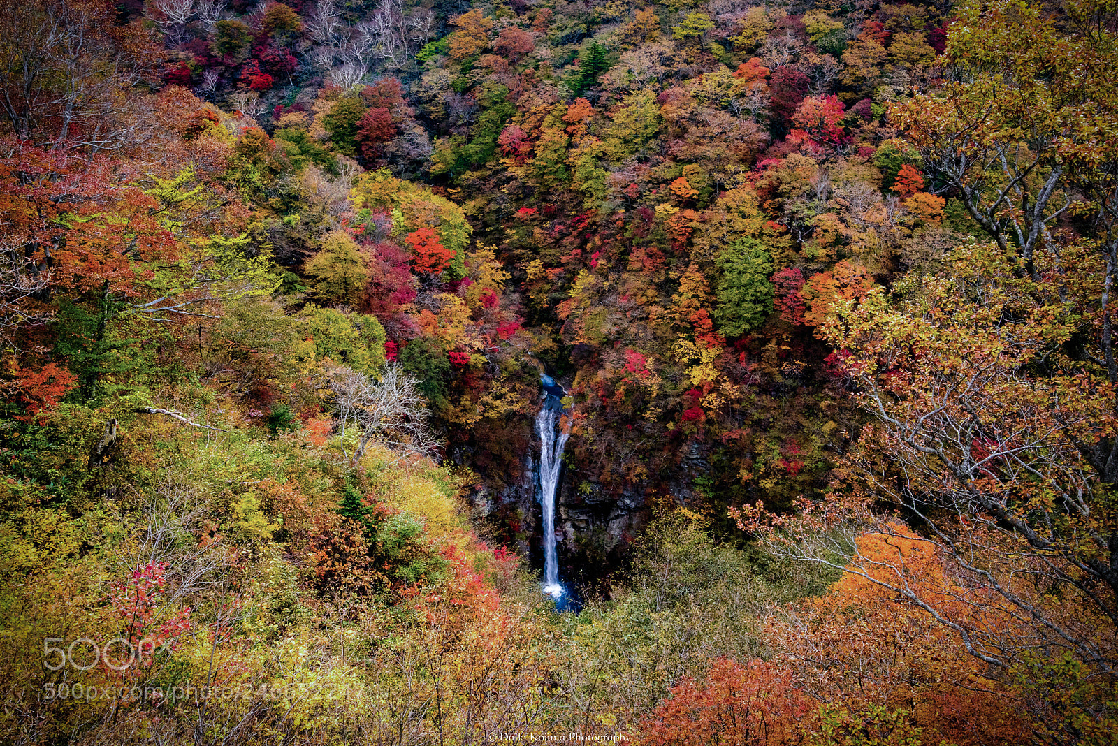 Nikon D810 sample photo. 紅葉 photography