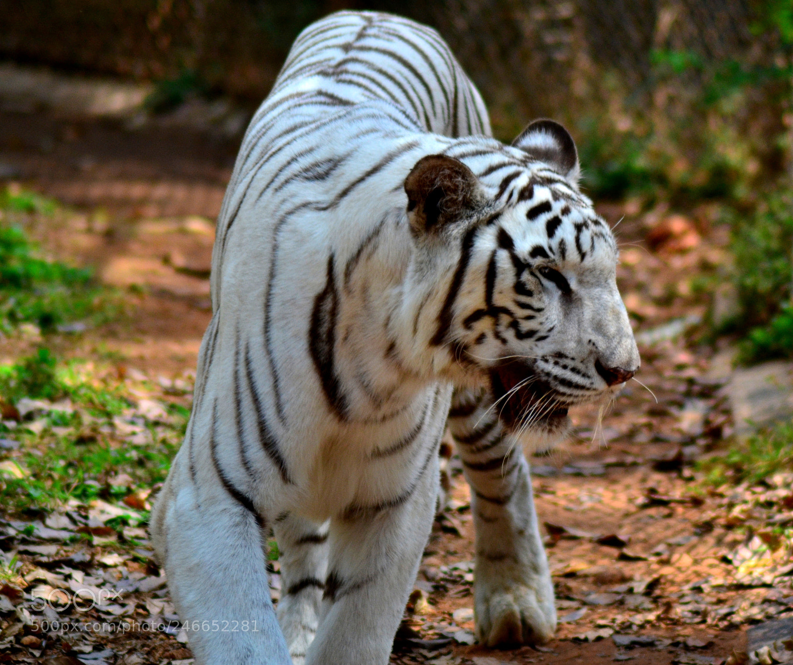 Nikon D3100 sample photo. White tiger photography