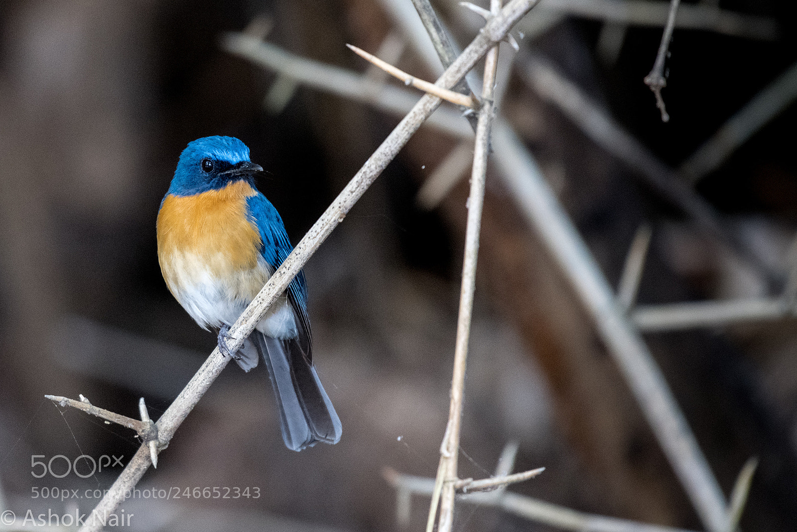 Nikon D850 sample photo. Tickell's blue flycatcher photography