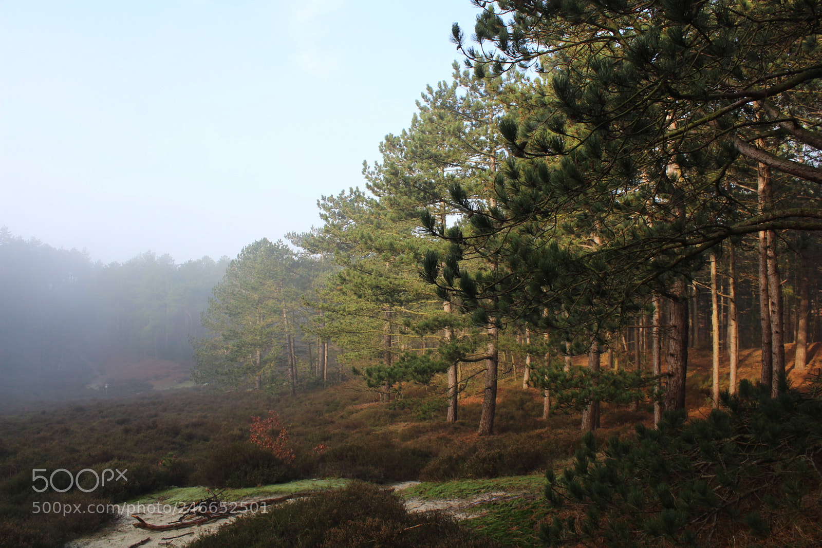 Canon EF-S 18-55mm F3.5-5.6 III sample photo. My first nature shot photography