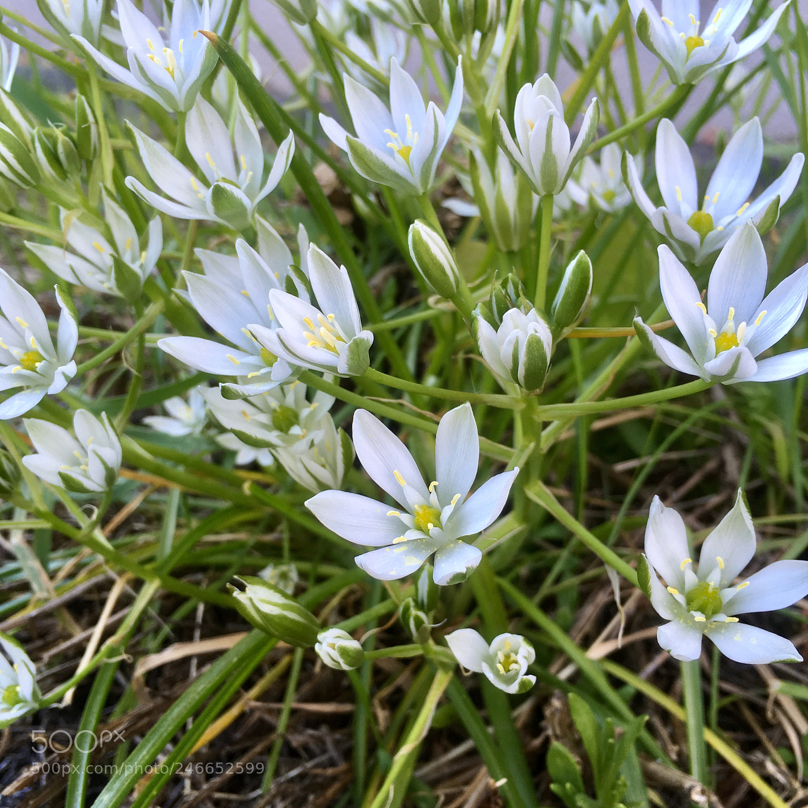 Apple iPhone SE sample photo. White flower photography