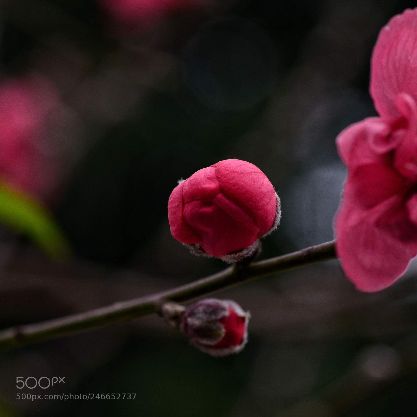 Nikon D7100 sample photo. Untitled photography