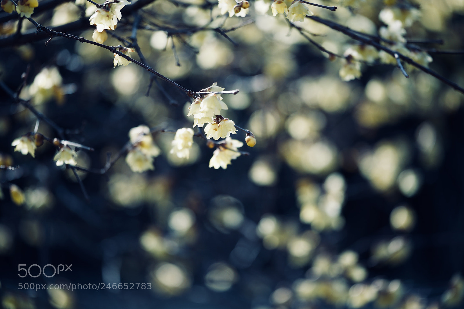 Fujifilm X-T2 sample photo. Wintersweet photography