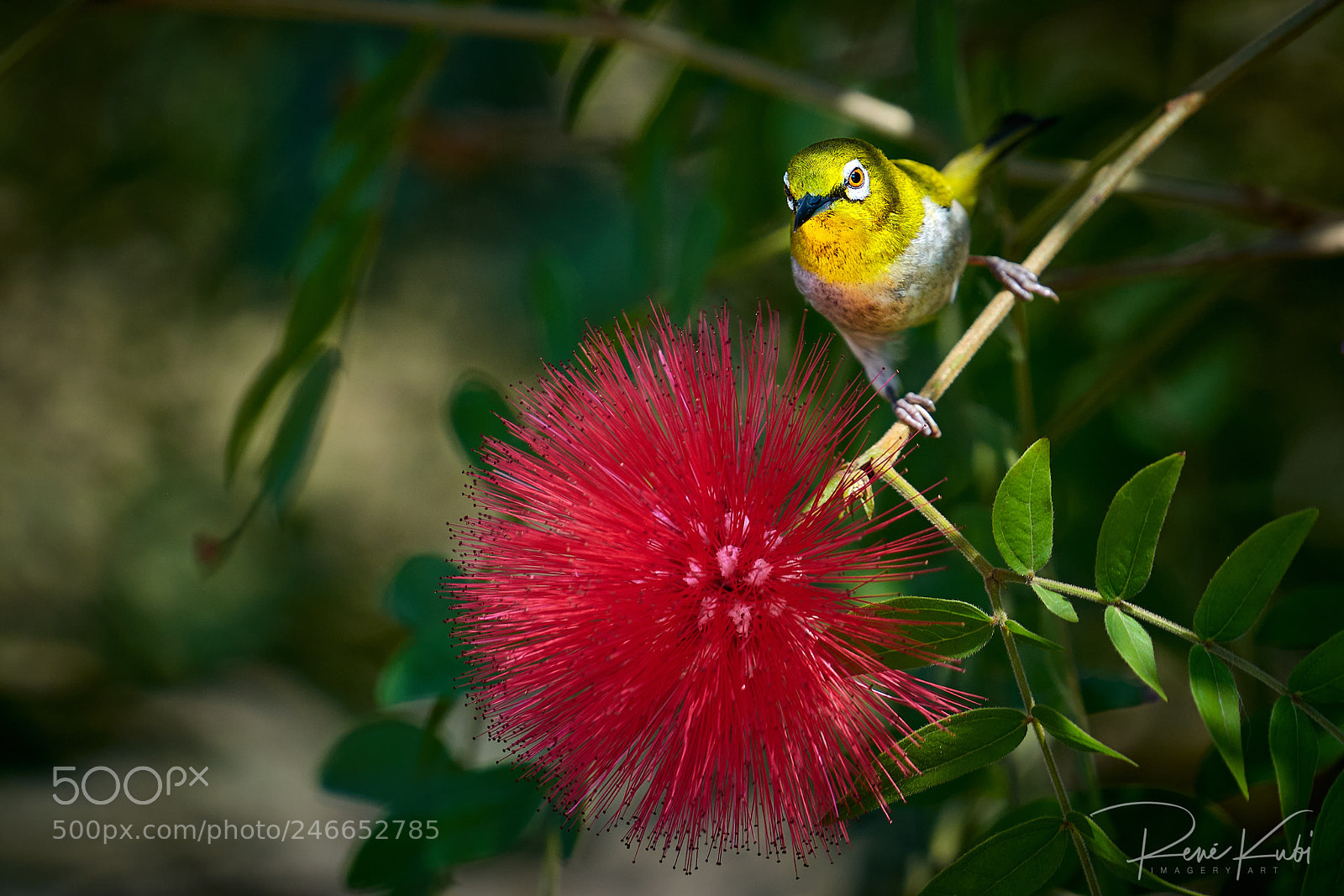 Sony a7R III sample photo. Japanese white eye bird photography