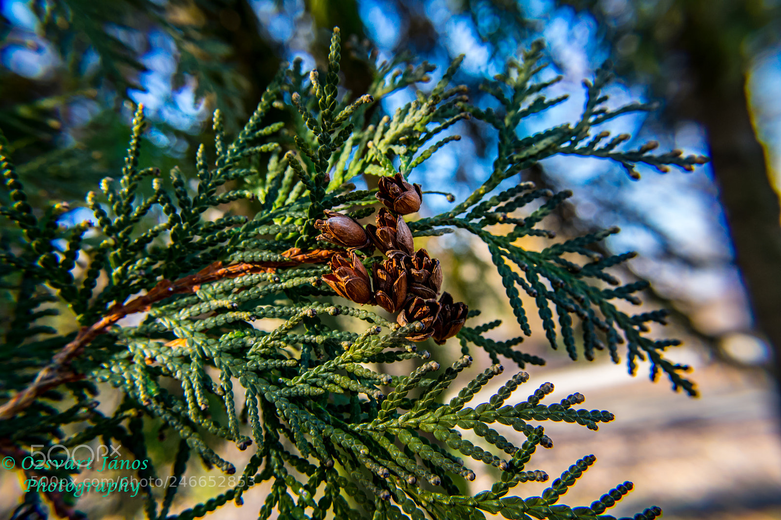 Nikon D3400 sample photo. Green day photography