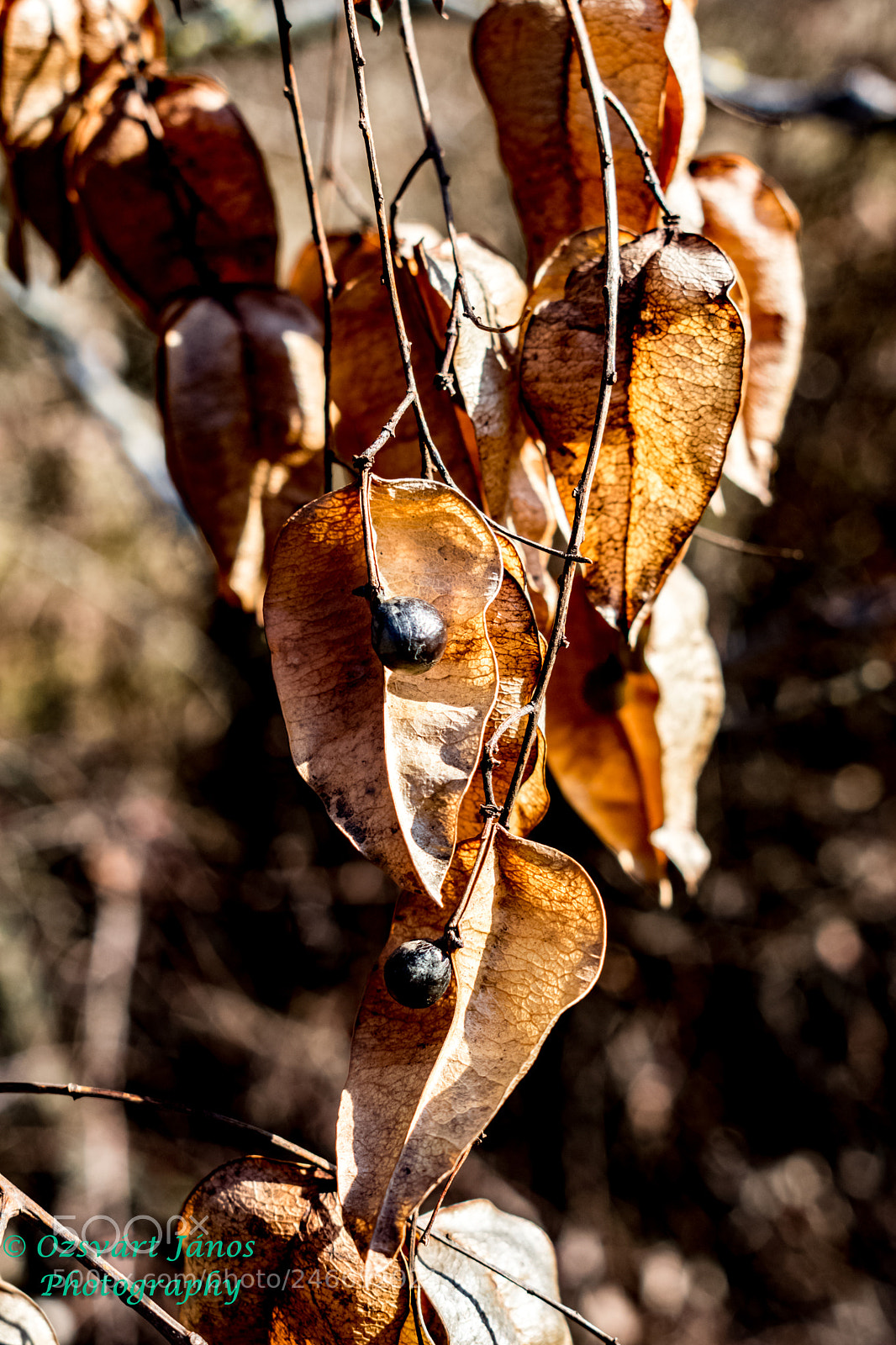 Nikon D3400 sample photo. Heart tree 2 photography