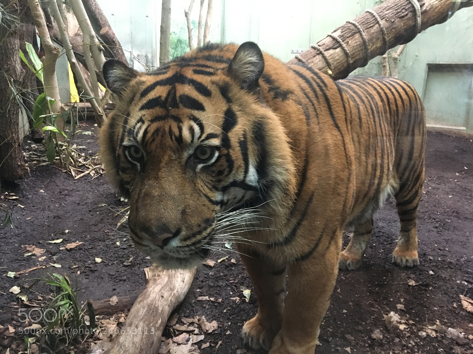 Apple iPhone 6s sample photo. Day at the zoo photography