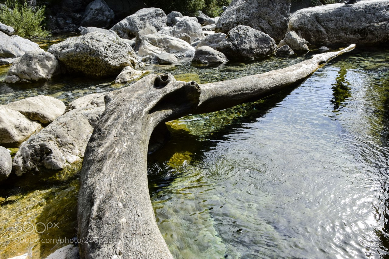Nikon D7200 sample photo. Tronco photography
