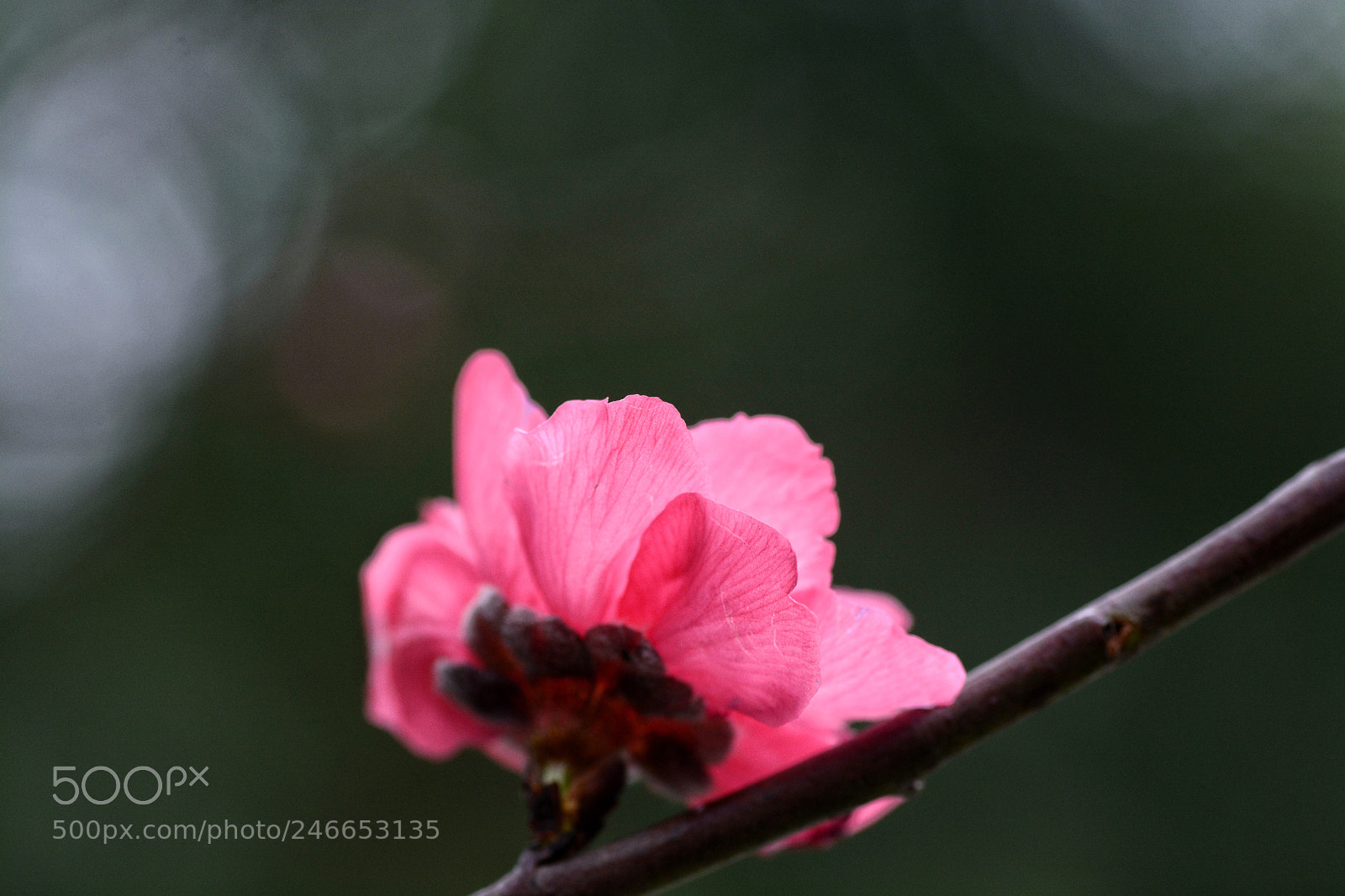 Nikon D7100 sample photo. Untitled photography