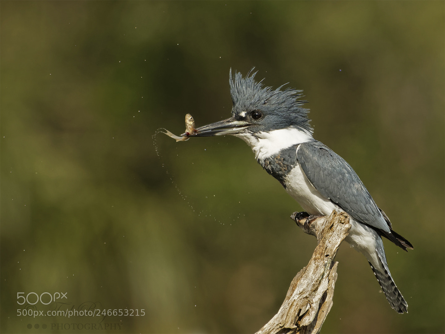 Nikon D500 sample photo. Kingfisher treat photography