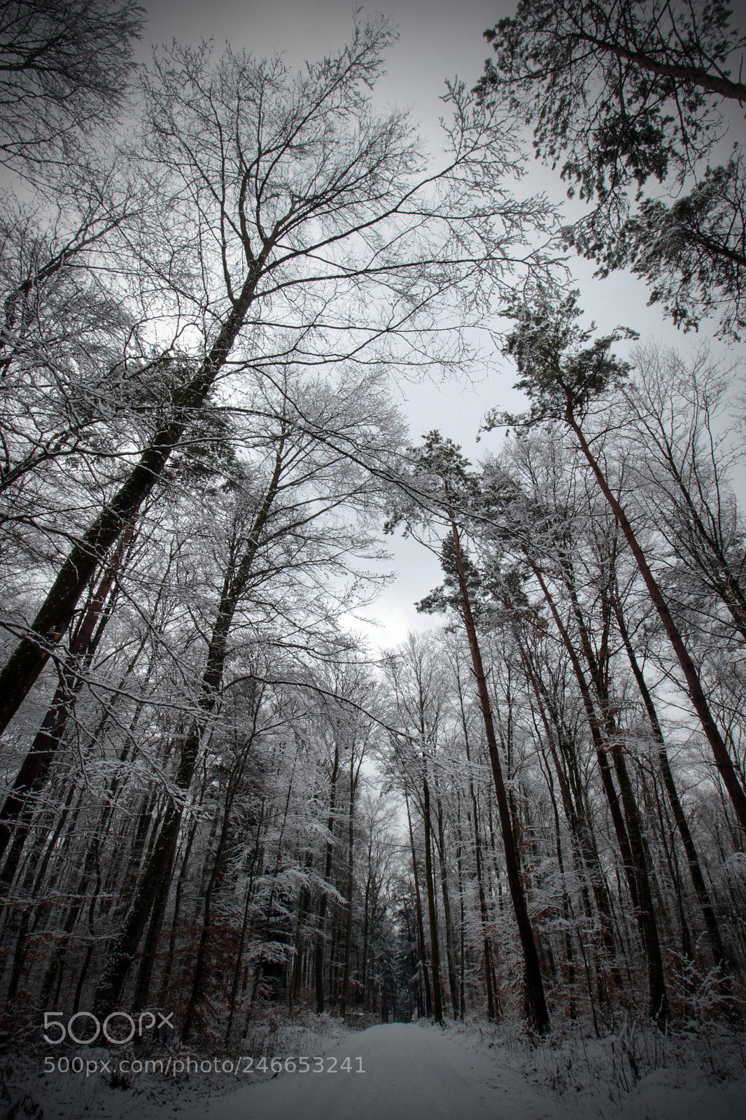 Canon EOS 600D (Rebel EOS T3i / EOS Kiss X5) sample photo. Forest photography