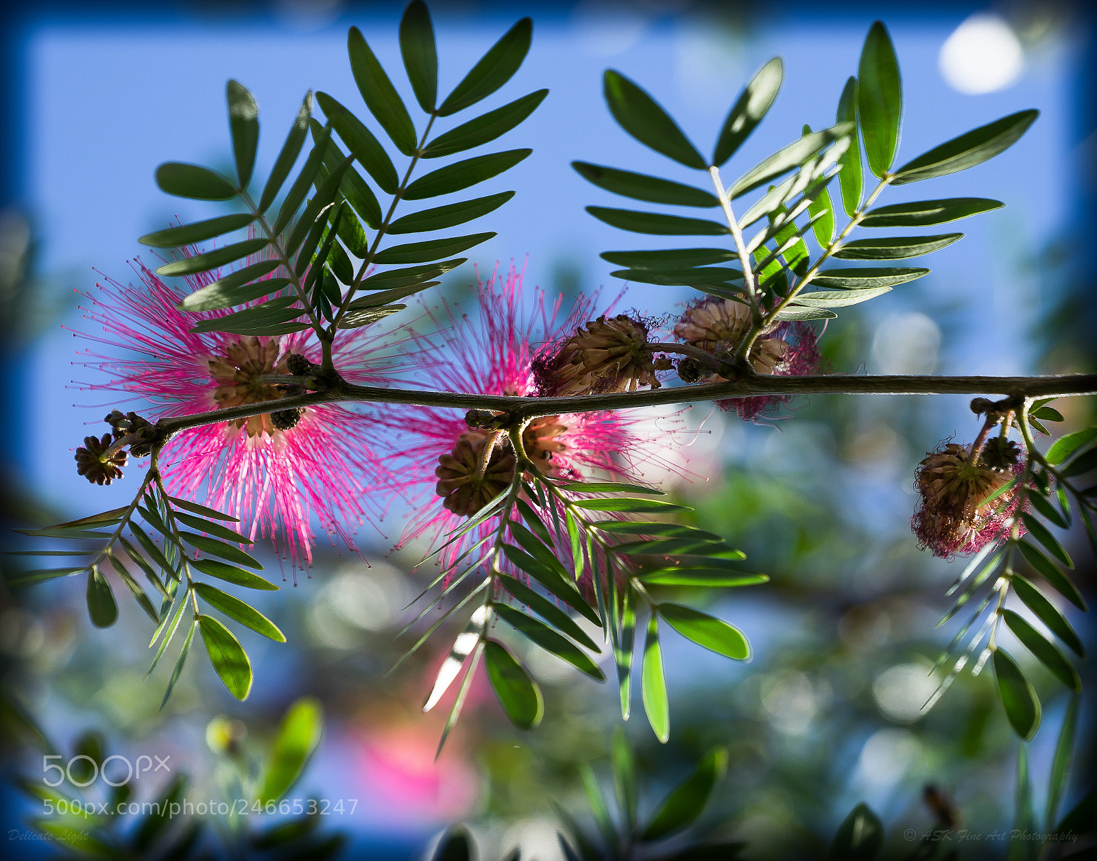Sony a7 sample photo. Delicate light photography
