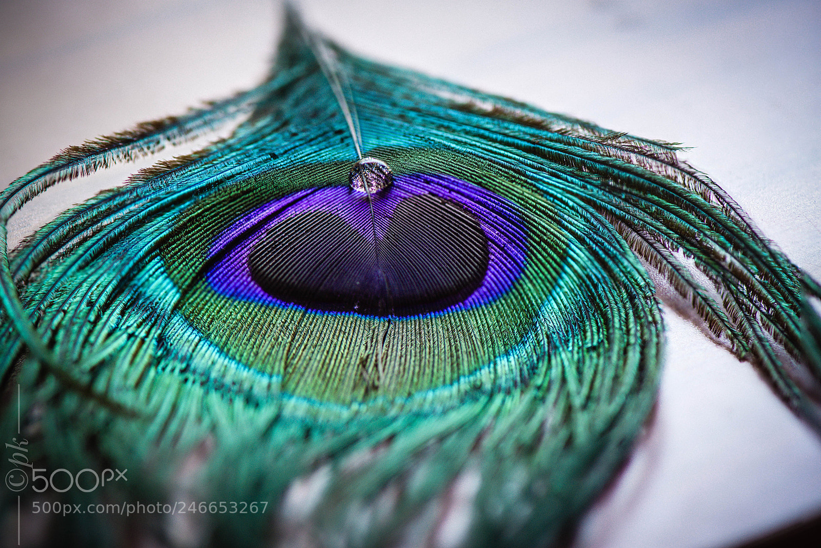 Nikon D7200 sample photo. Pearl on a feather photography