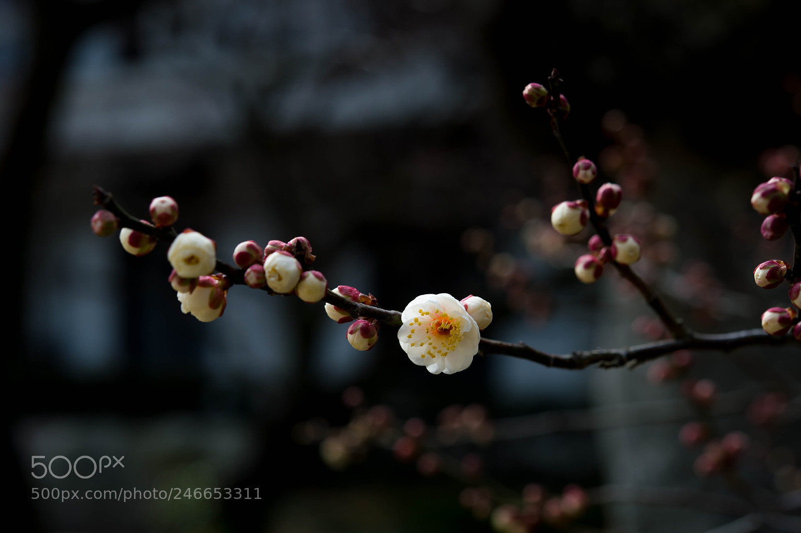 Nikon Df sample photo. Small spring photography
