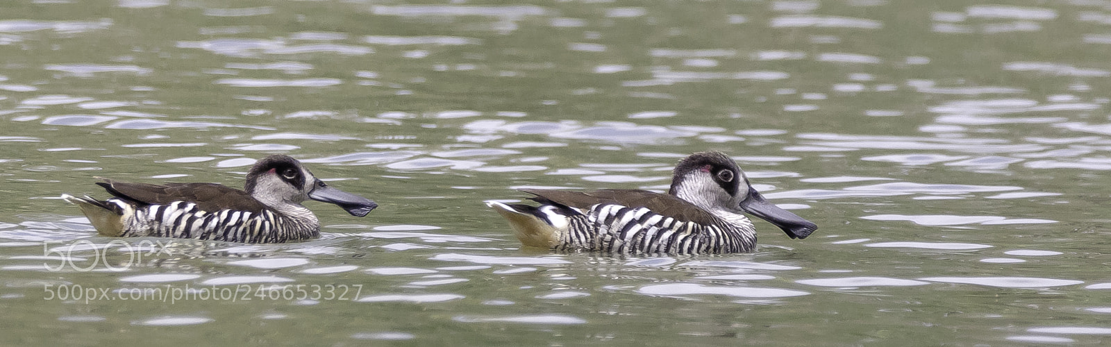 Canon EOS 5DS sample photo. Pink-eared duck photography