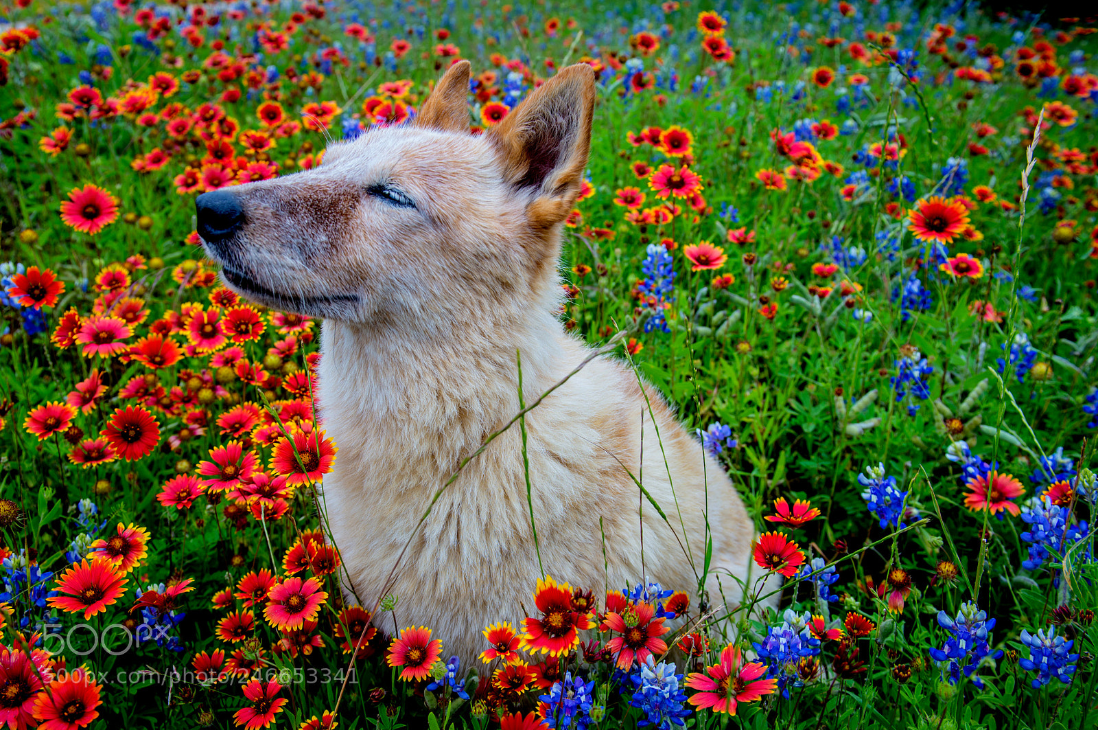 Nikon D600 sample photo. Year of the dog photography