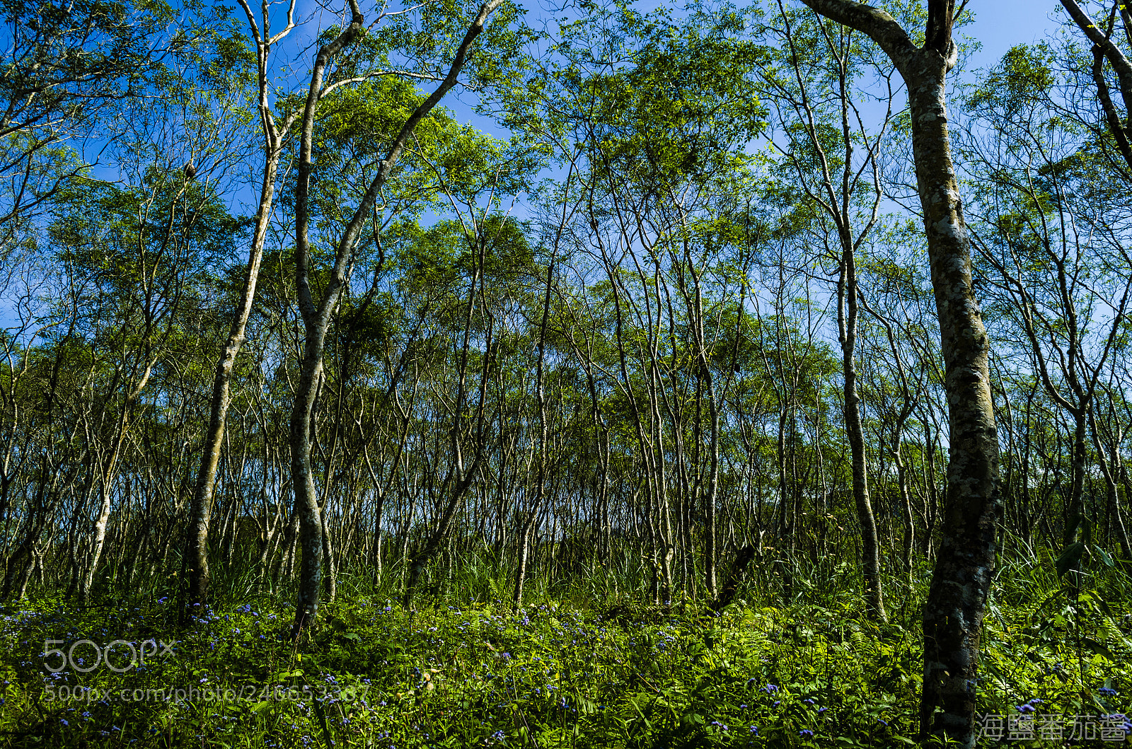 Nikon D5100 sample photo. Overlapping photography