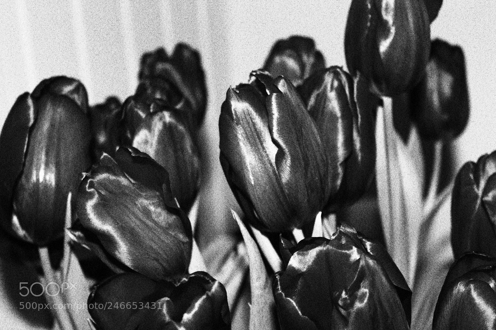 Canon EF-S 18-55mm F3.5-5.6 III sample photo. Black rose photography