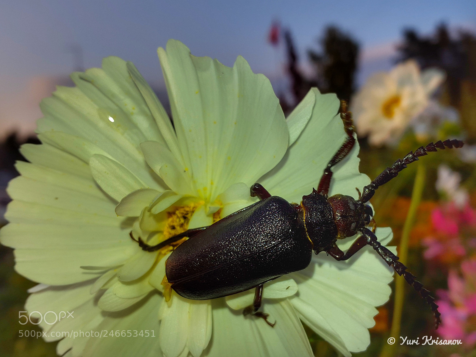 Samsung Galaxy Alpha sample photo. Prionus coriarius on a photography