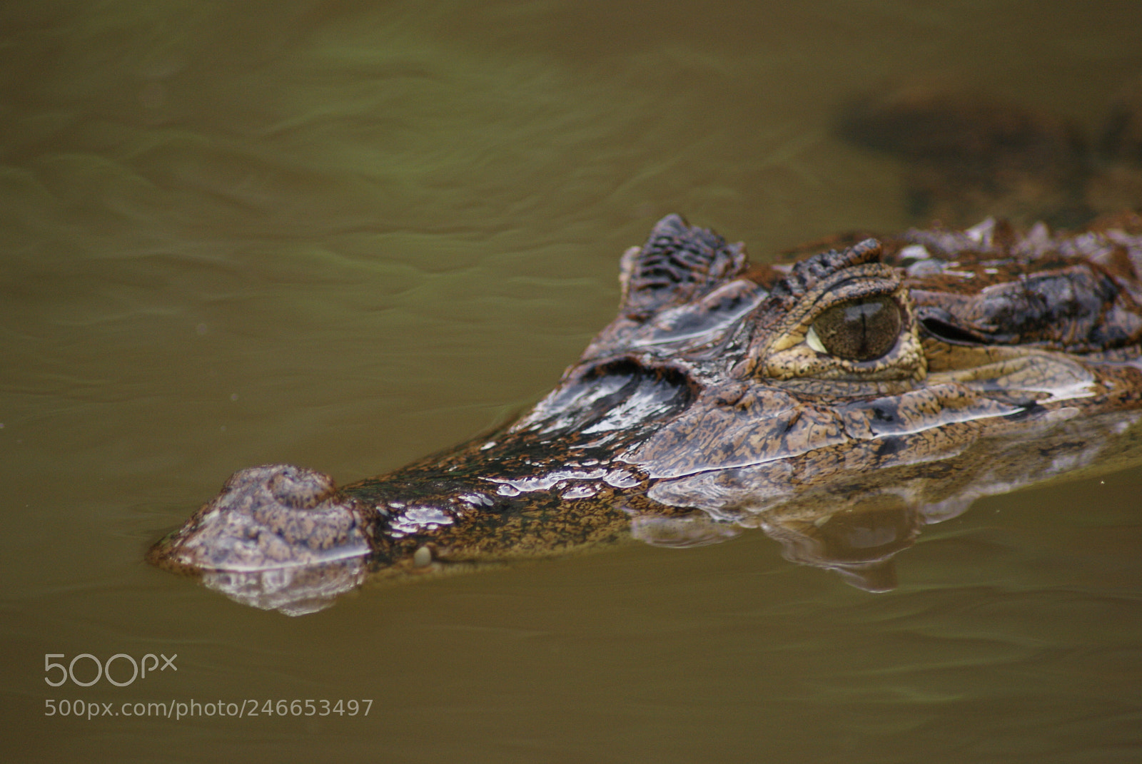 Sony Alpha DSLR-A330 sample photo. Crocodile photography