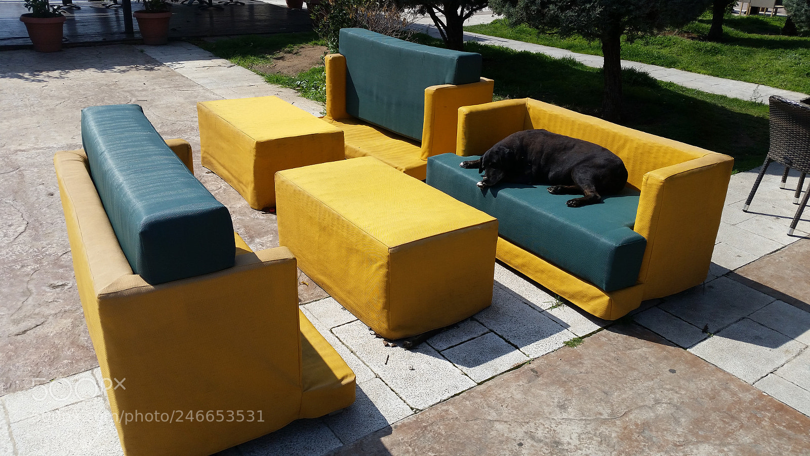 Samsung Galaxy S5 sample photo. Dog on couch photography