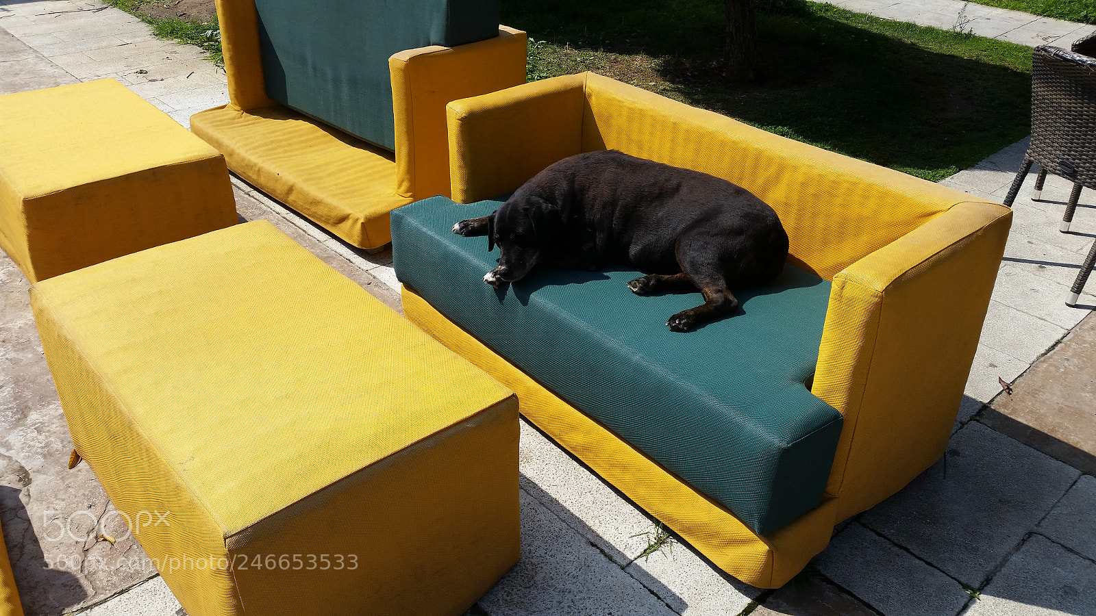 Samsung Galaxy S5 sample photo. Dog on couch photography