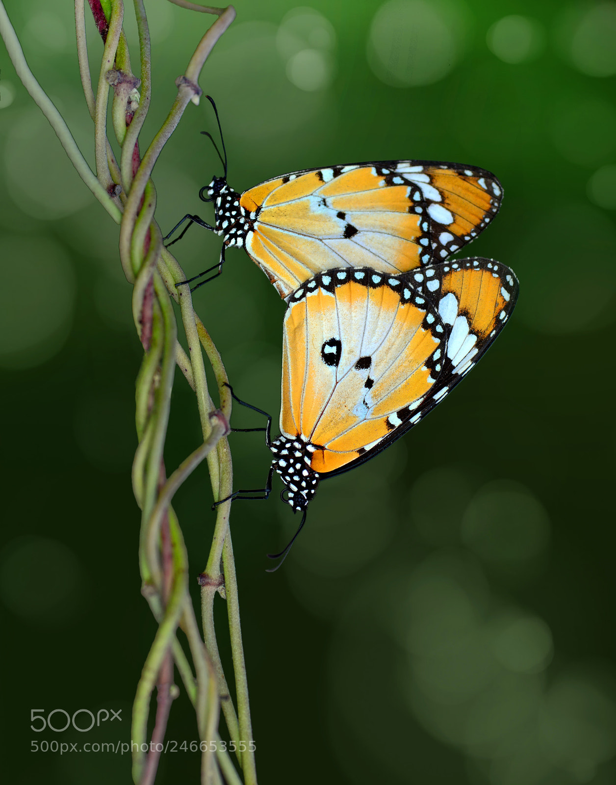 Nikon D7100 sample photo. Love photography