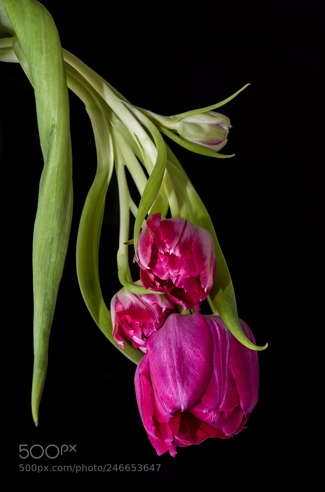 Pentax K-1 sample photo. Tulpen zweig photography