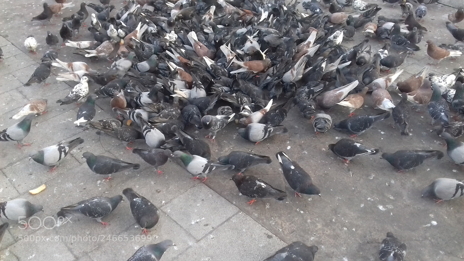 Samsung Galaxy J3(2016) sample photo. Pigeons photography