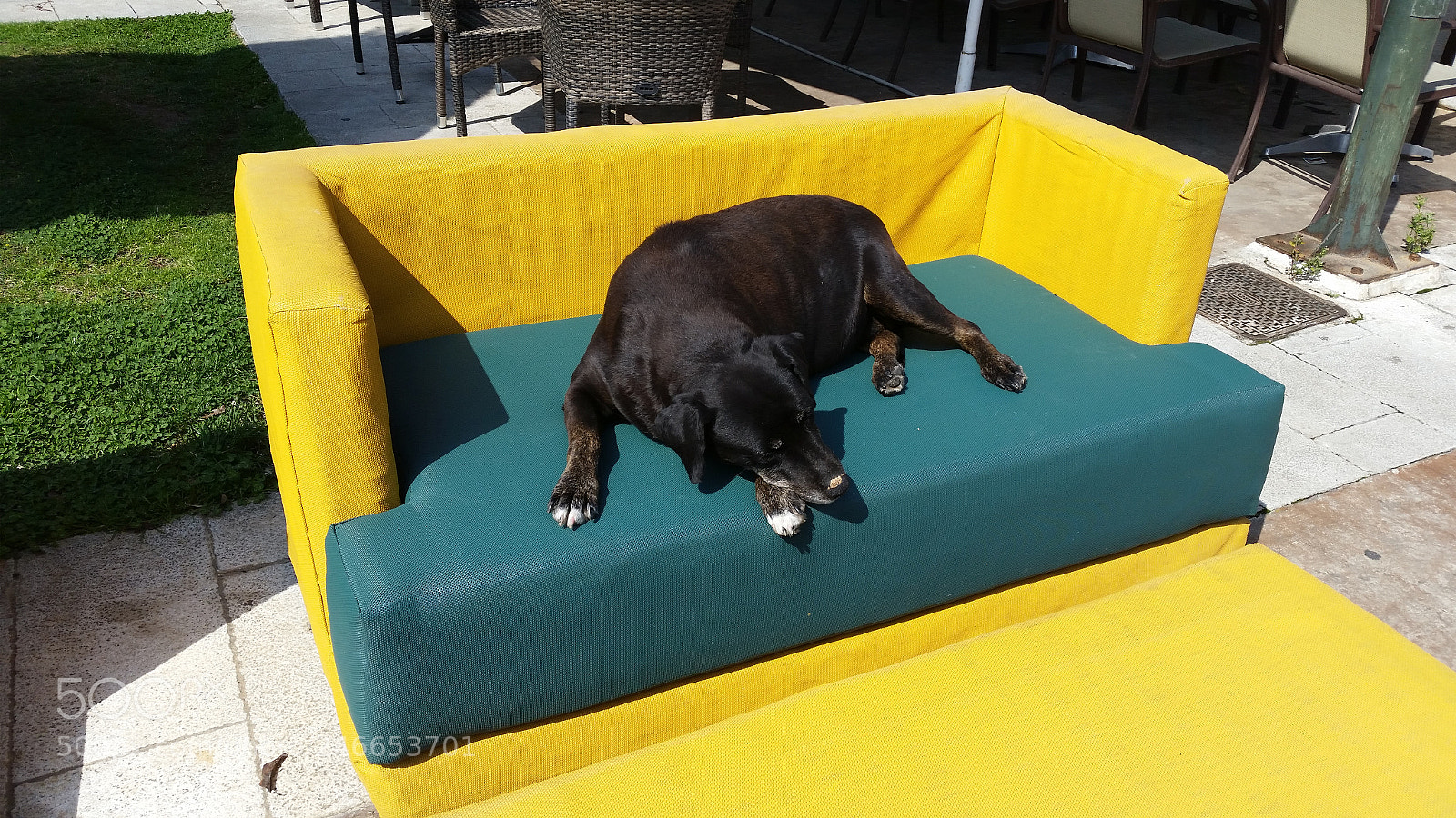 Samsung Galaxy S5 sample photo. Dog on couch photography