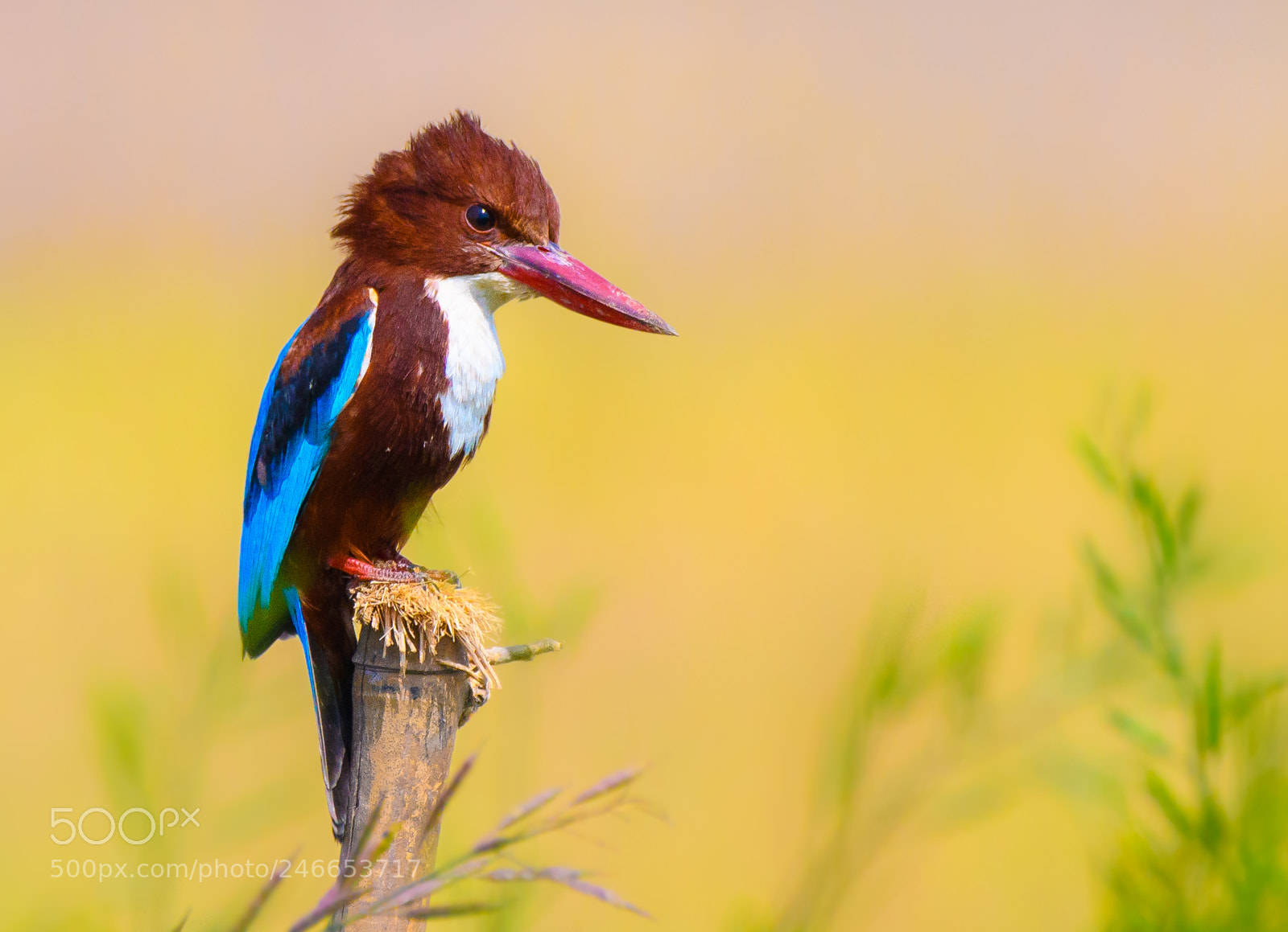 Nikon D500 sample photo. White-throated kingfisher photography