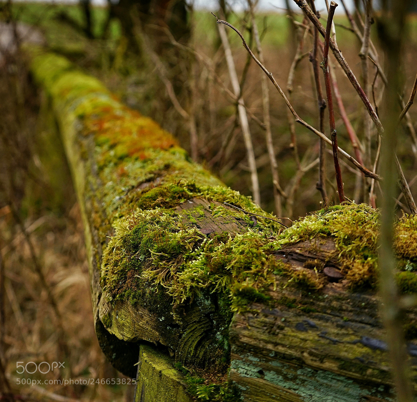 Sony a7 sample photo. Untitled photography