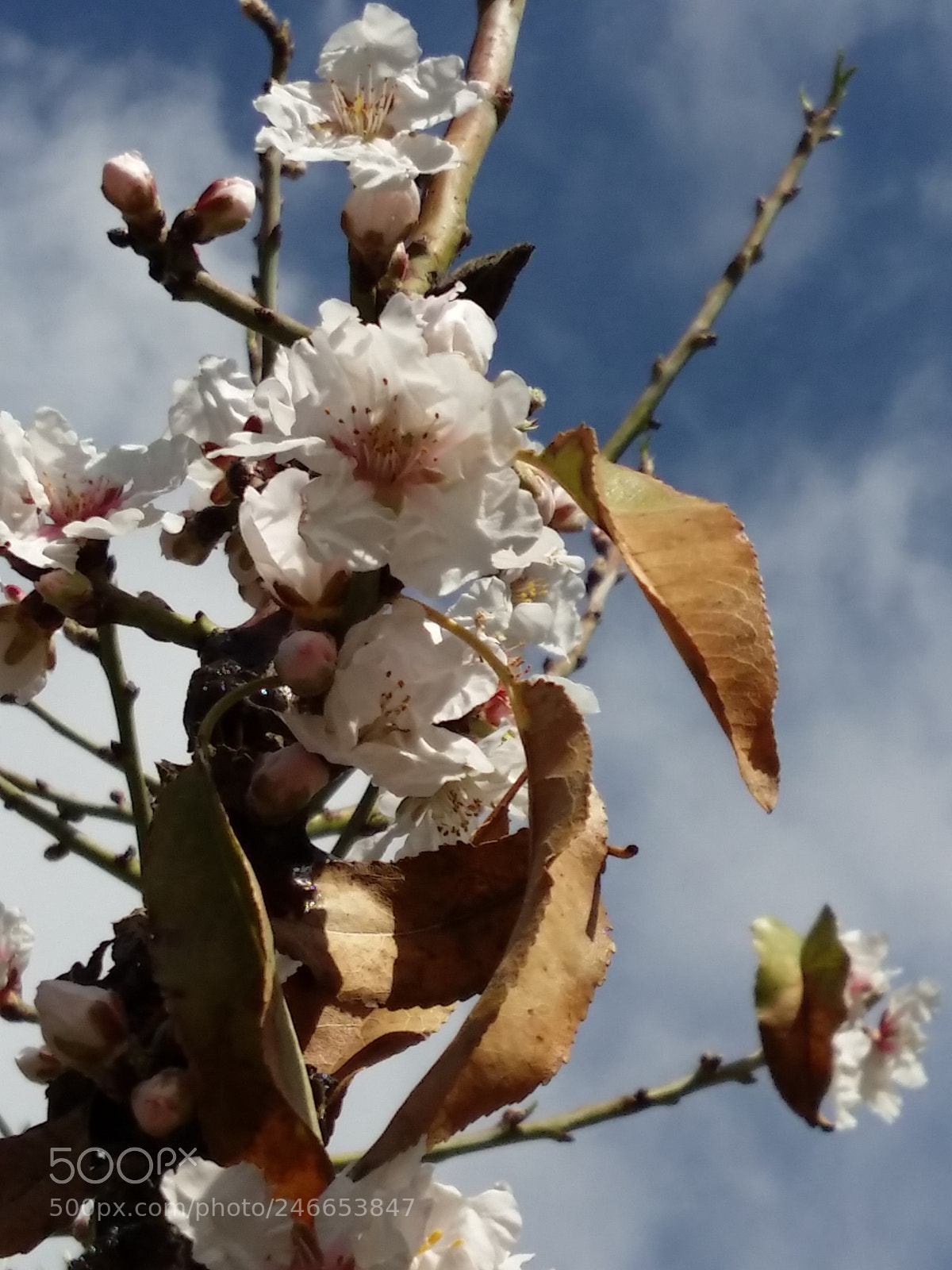 Samsung Galaxy A5 sample photo. Untitled photography