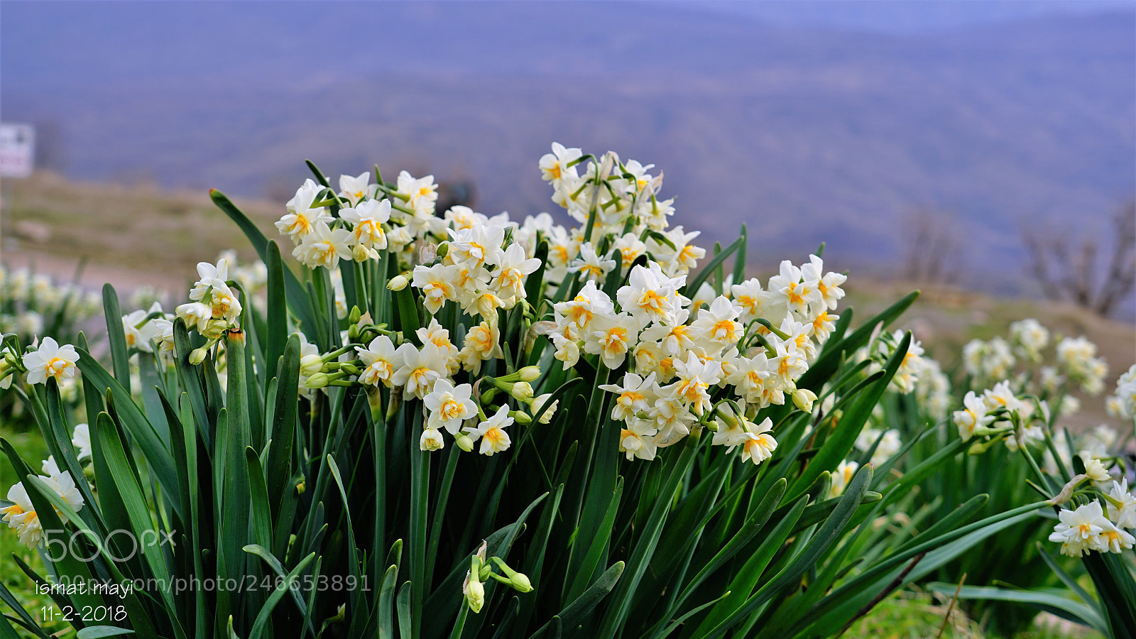 Sony a7 II sample photo. 19.jpg photography