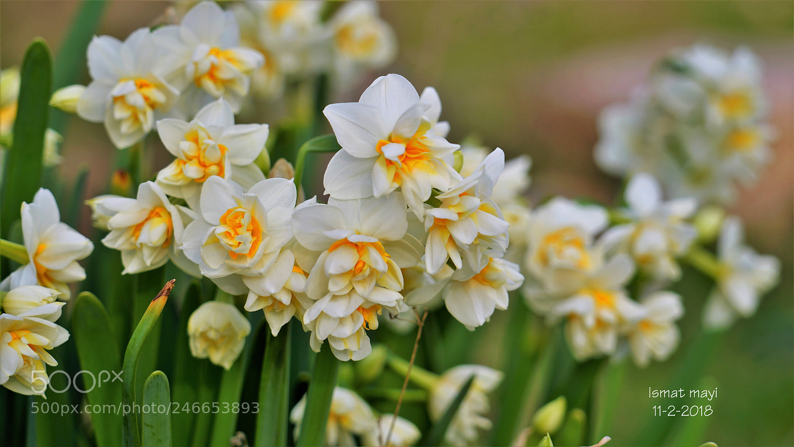 Sony a7 II sample photo. 17.jpg photography