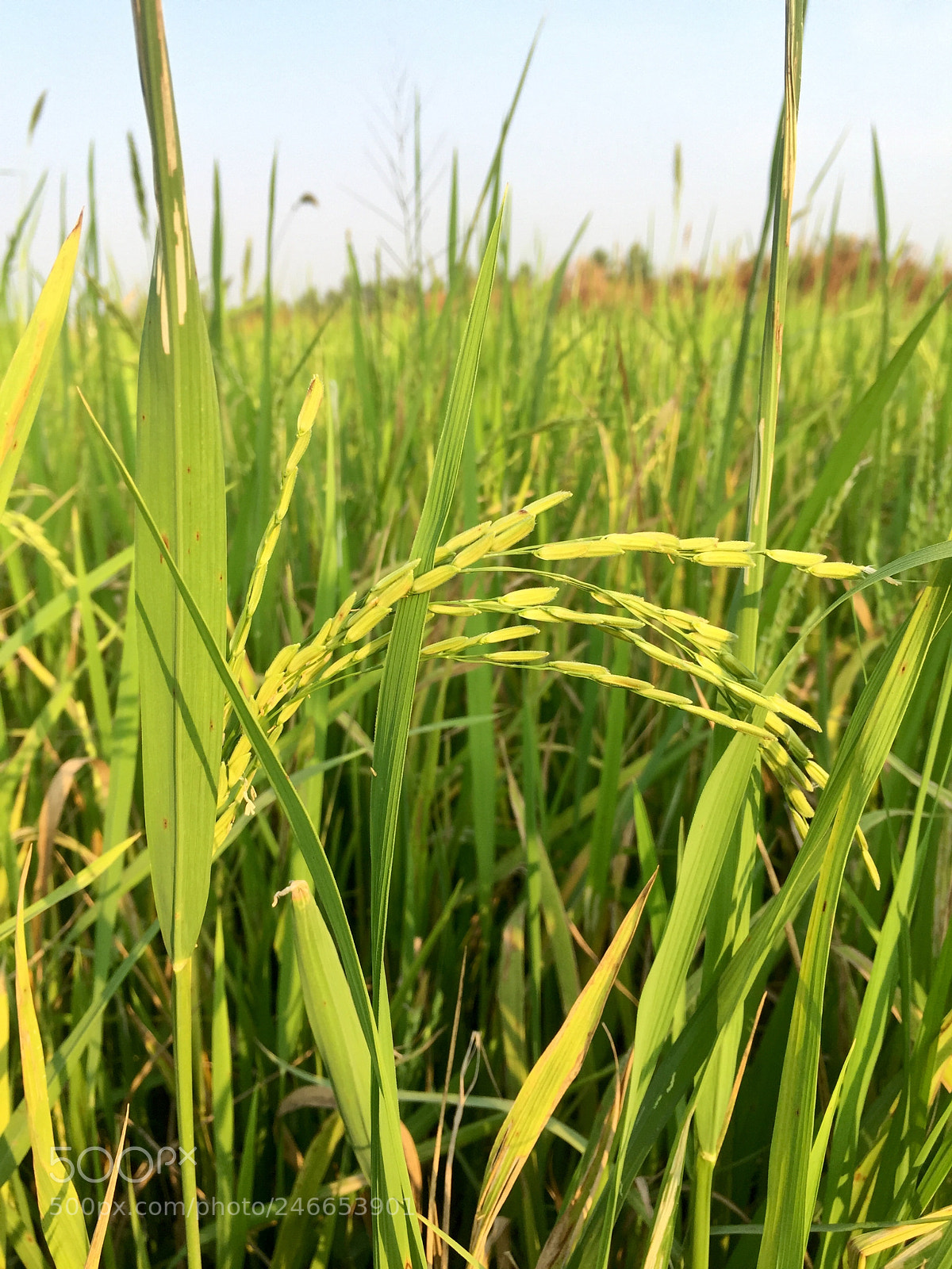 Apple iPhone 6 Plus sample photo. Rice photography
