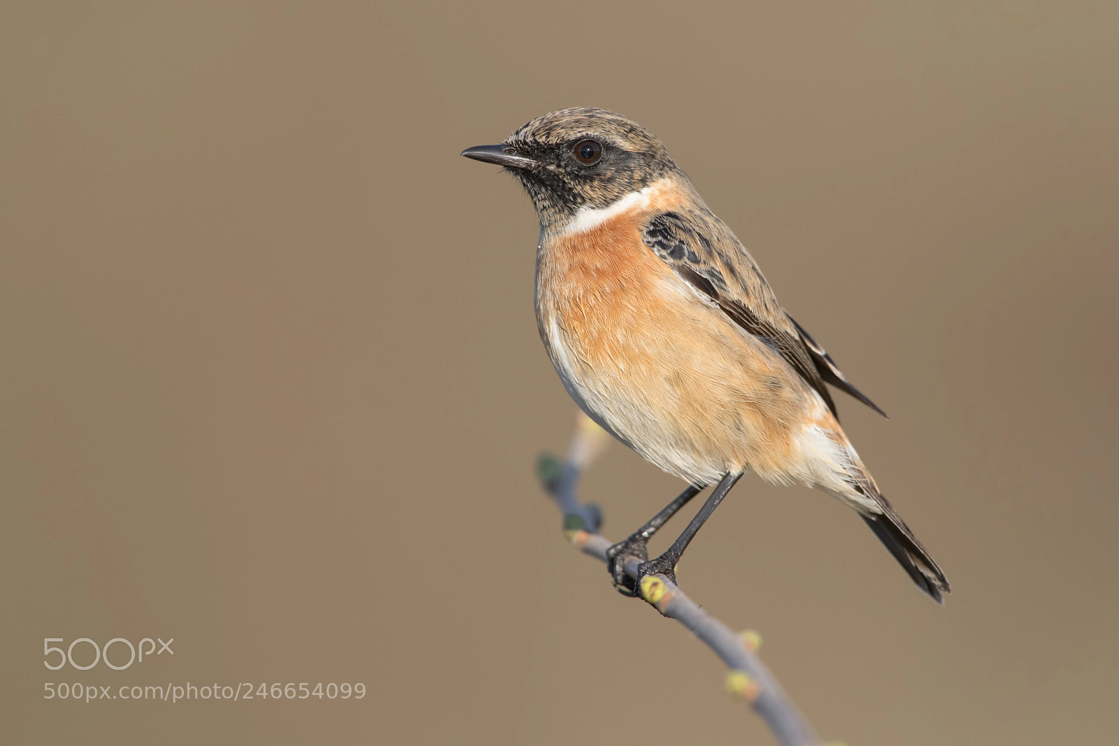 Nikon D850 sample photo. Stonechat photography