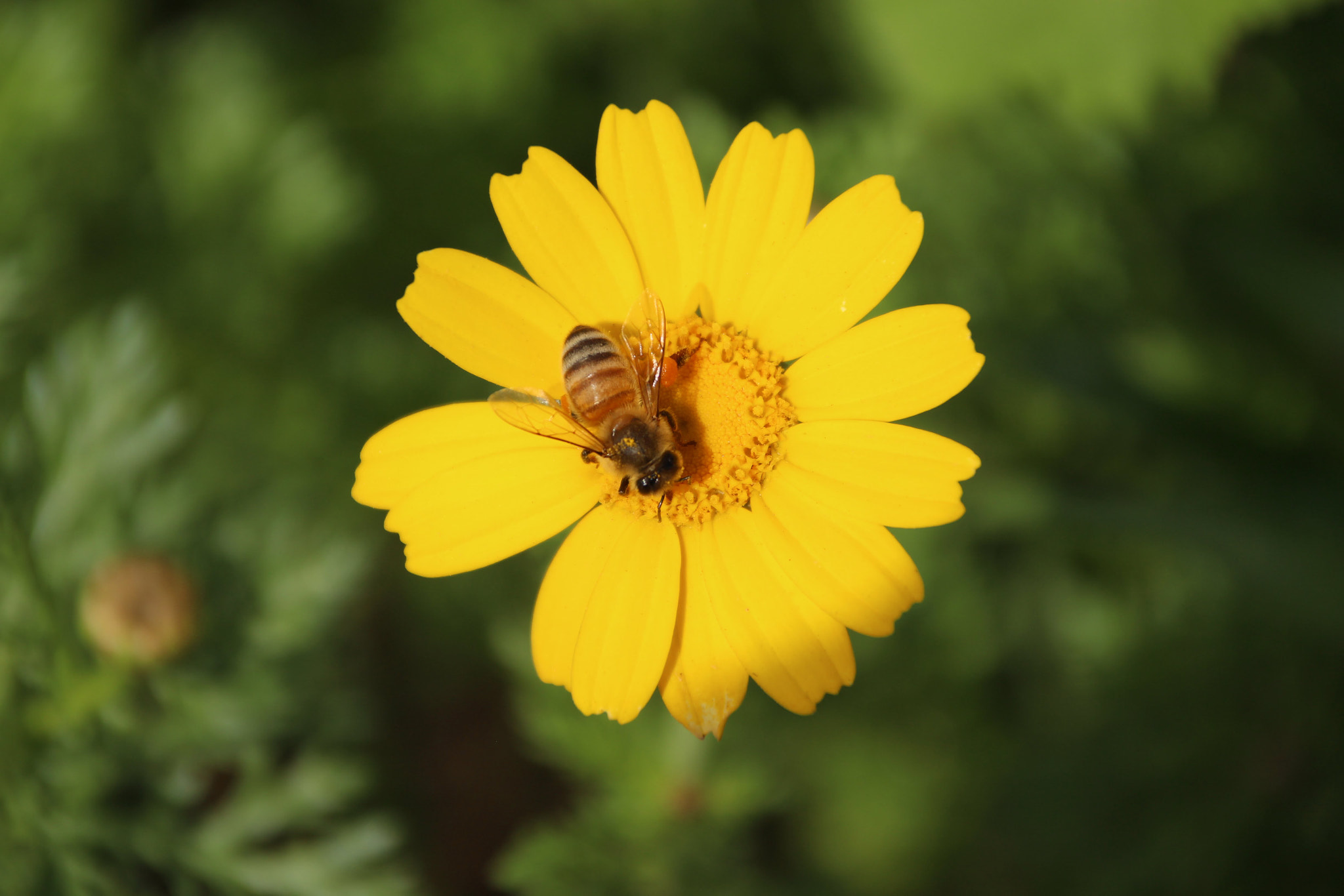 Canon EOS 700D (EOS Rebel T5i / EOS Kiss X7i) + Canon TS-E 90mm F2.8 Tilt-Shift sample photo. Bee on chrysanths photography