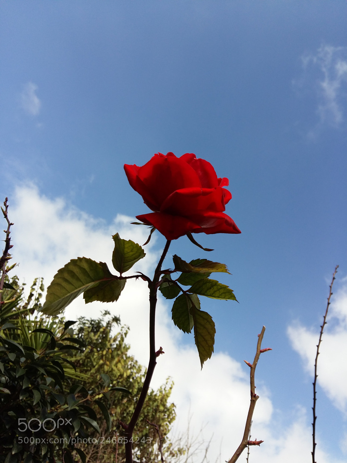 Samsung Galaxy A5 sample photo. Untitled photography