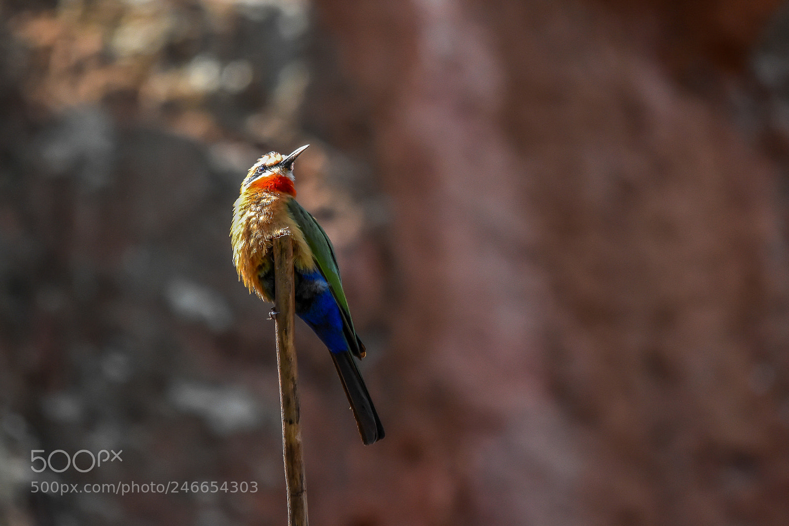 Nikon D7200 sample photo. Bee-eater photography