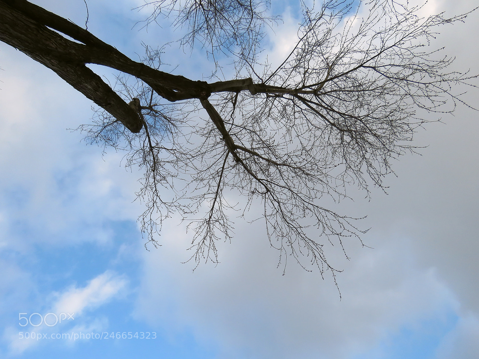 Canon PowerShot SX60 HS sample photo. Winter sky and tree photography