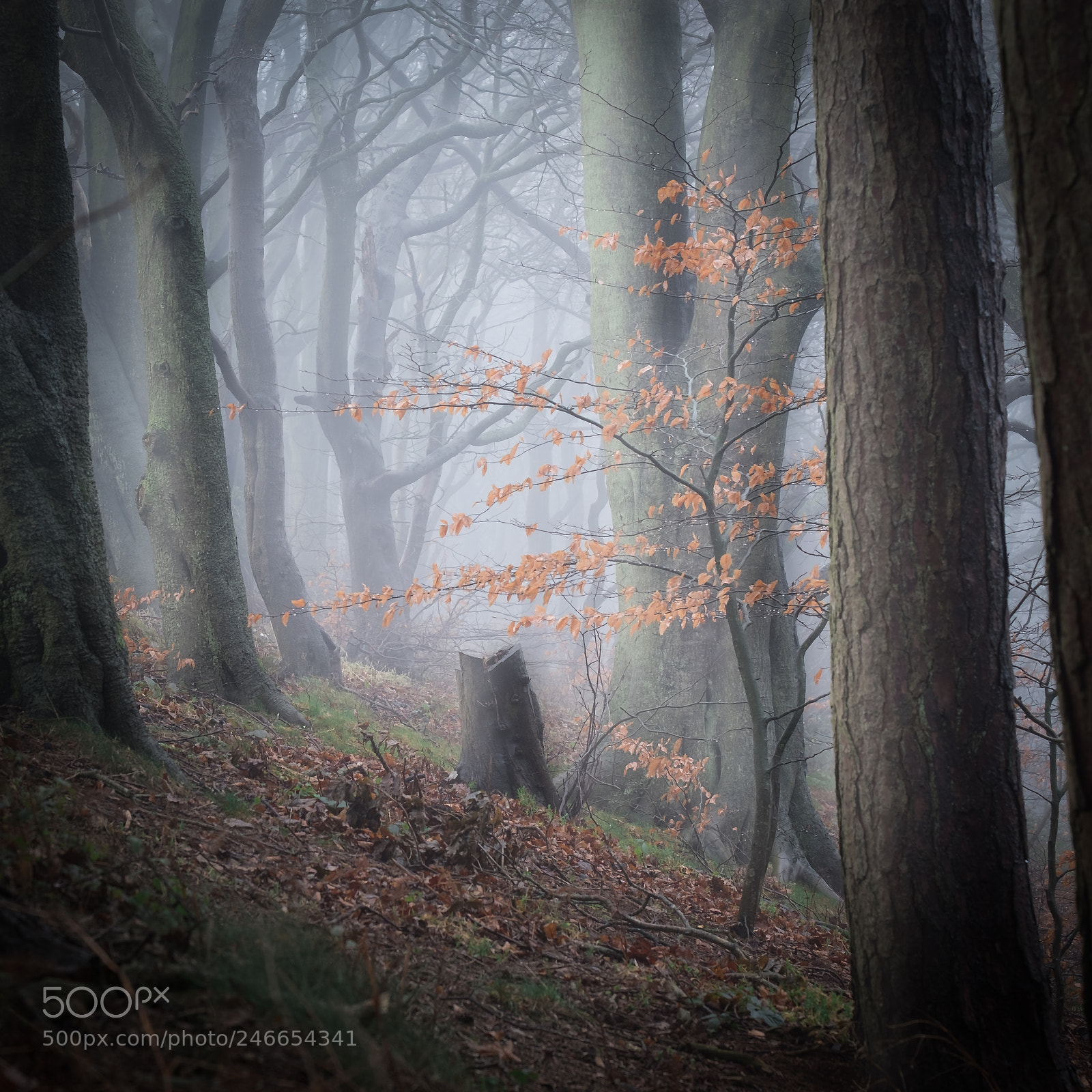 Fujifilm X-T2 sample photo. Misty woodland photography