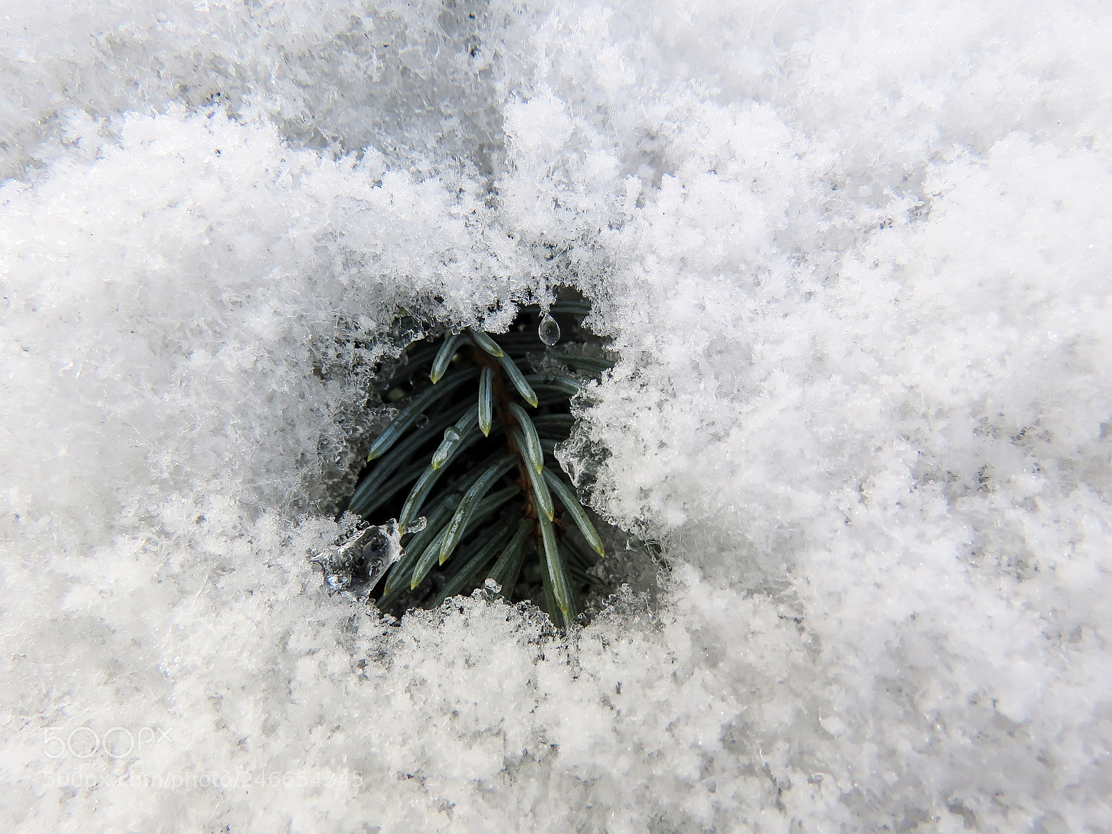 Canon PowerShot SX60 HS sample photo. Fir branches snow macro photography