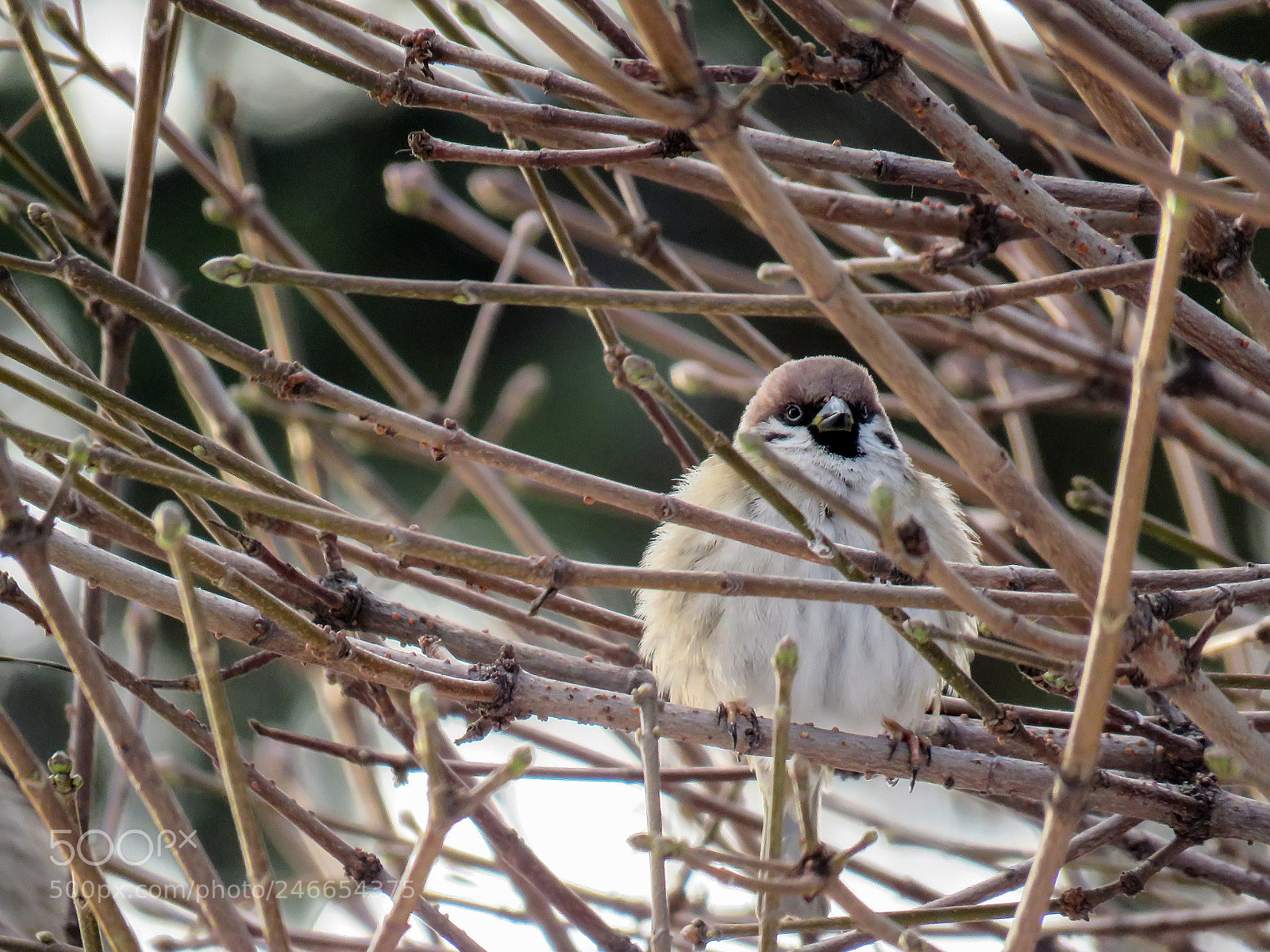 Canon PowerShot SX60 HS sample photo. Sparrow on branch photography