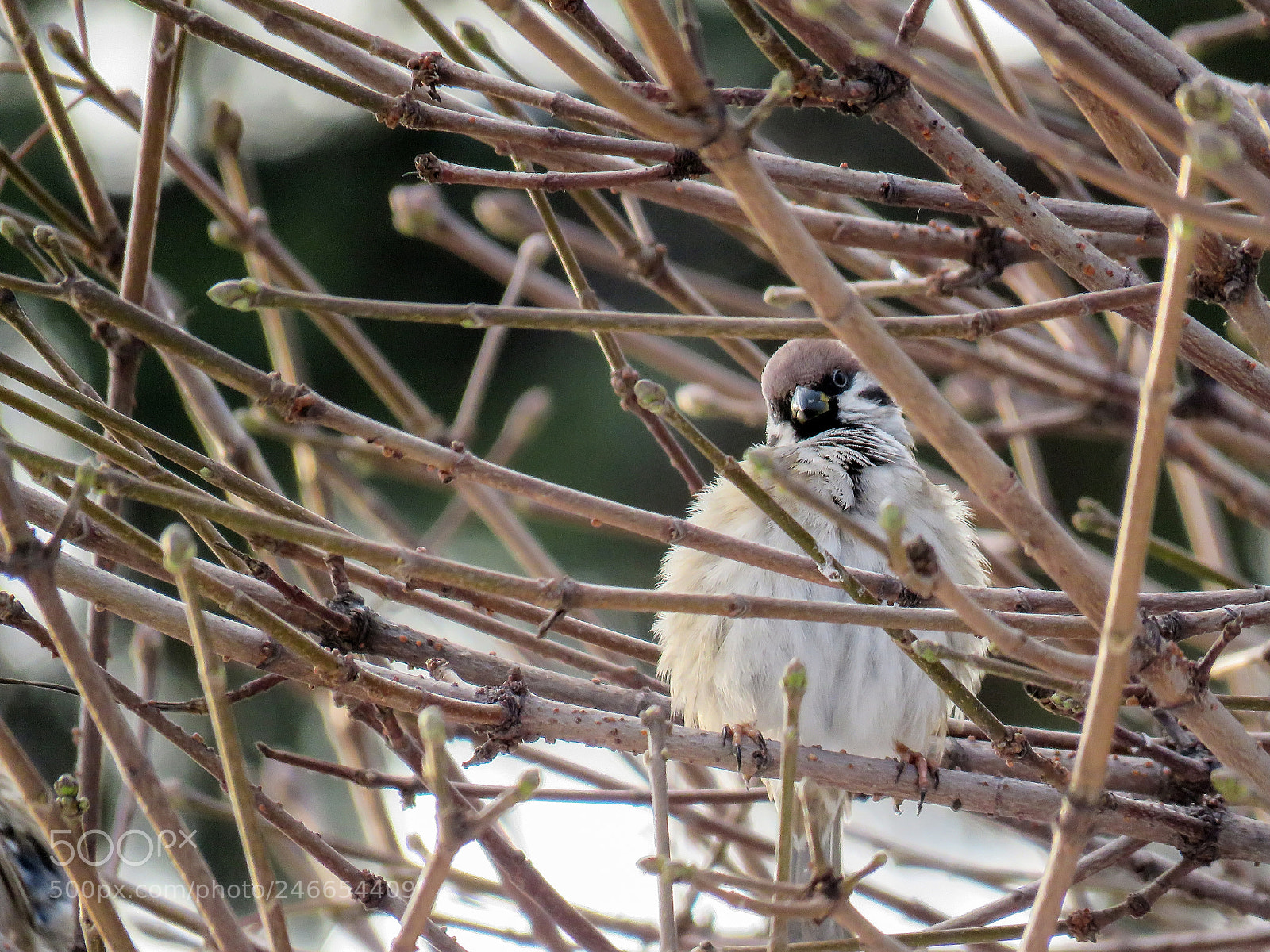 Canon PowerShot SX60 HS sample photo. Sparrow on branch photography